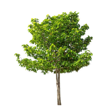 Isolated tree on white backgroundの写真素材