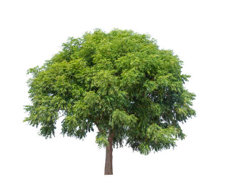 Isolated tree on white backgroundの写真素材