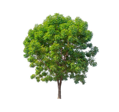 Isolated tree on white backgroundの写真素材