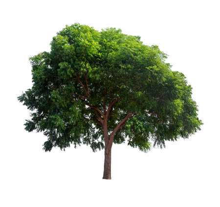Isolated tree on white backgroundの写真素材