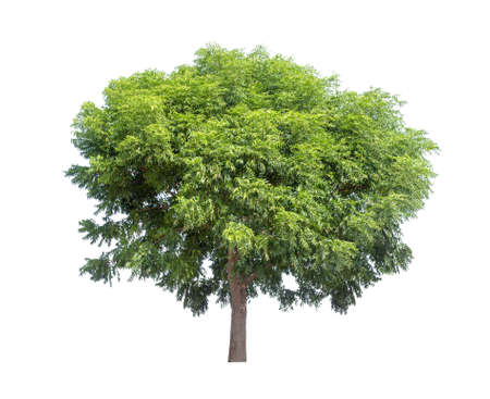 Isolated tree on white backgroundの写真素材