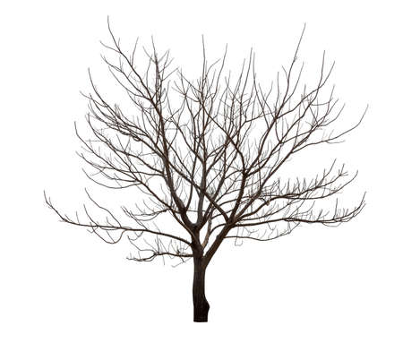 Isolated tree with no leaves or dead tree on white backgroundの写真素材