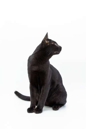 Isolated black cat with yellow eyes sitting on white backgroundの写真素材