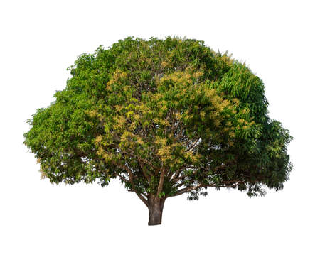 Isolated mango tree on white backgroundの写真素材