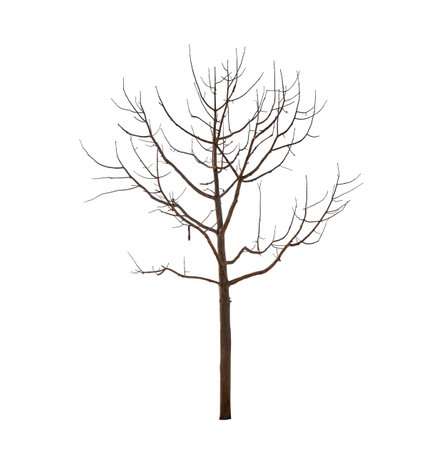 Isolated tree with no leaves or dead tree on white backgroundの写真素材