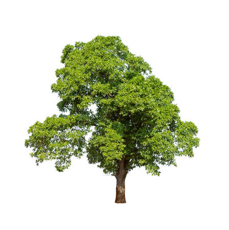 Isolated tree on white backgroundの写真素材