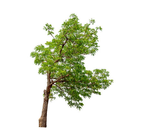 Isolated tree on white backgroundの写真素材