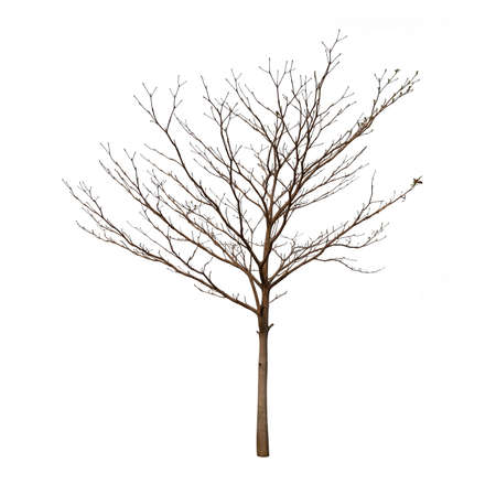 Isolated tree with no leaves or dead tree on white backgroundの写真素材