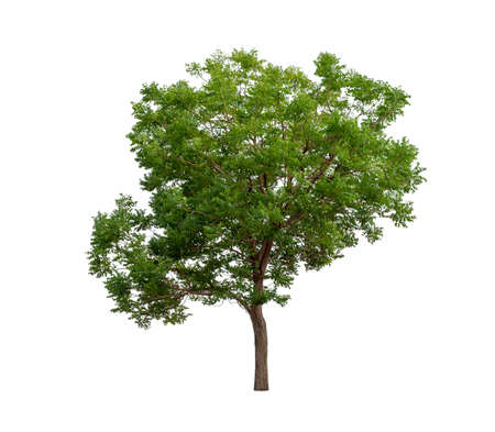 Isolated tree on white backgroundの写真素材