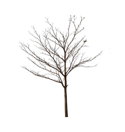 Isolated tree with no leaves or dead tree on white backgroundの写真素材