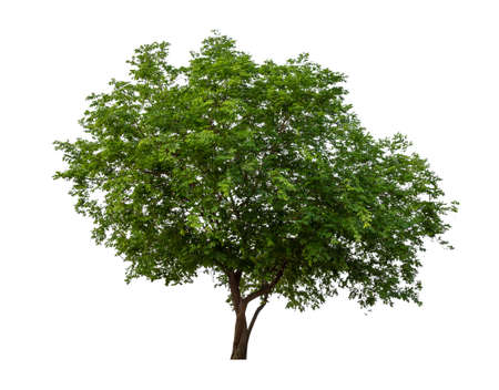 Isolated tree on white backgroundの写真素材