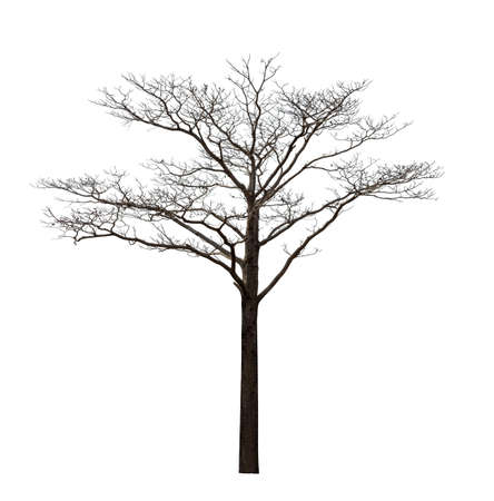 Isolated tree with no leaves or dead tree on white backgroundの写真素材