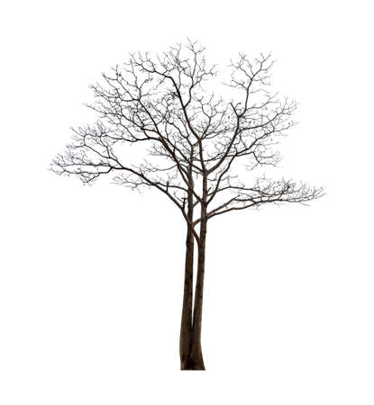 Isolated tree with no leaves or dead tree on white backgroundの写真素材