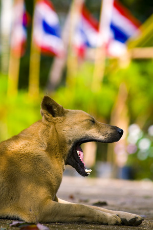 smiling dog street on streetの写真素材