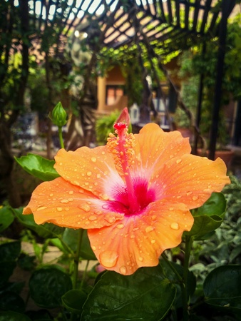 Orange flower with water dropsの素材