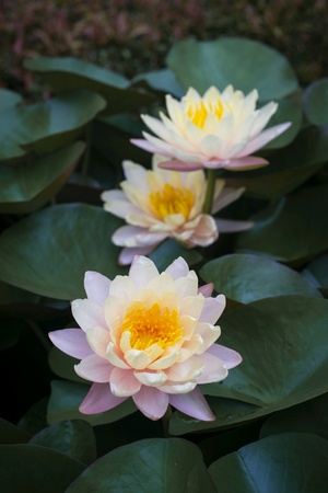 Beauty Lotusの素材