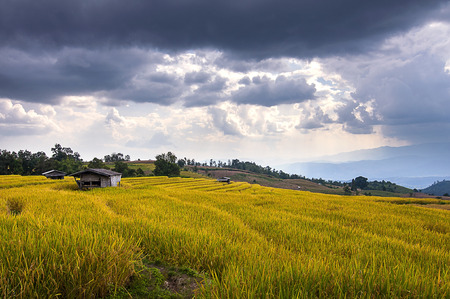 rice fields terrace on mountain, chaing mai, thailandの写真素材