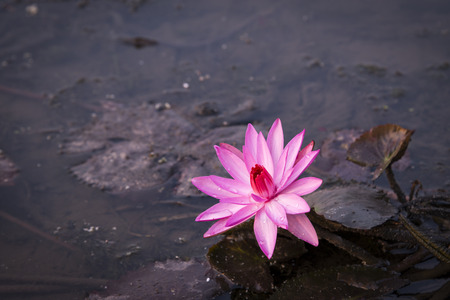 pink blooming lotus in pondの写真素材