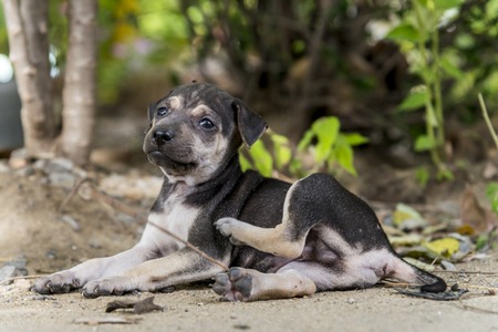 street young dog / puppy  live alone abandoned so sad feelの写真素材