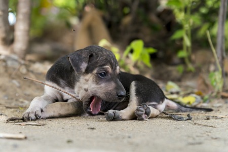 street young dog / puppy  live alone abandoned so sad feelの写真素材