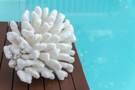 coral put on  the blue sky poolの写真素材