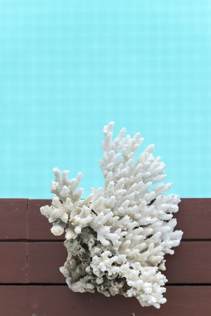 white coral on  the blue sky poolの写真素材
