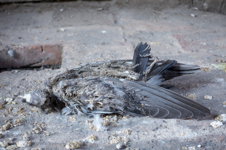 Outbreak of bird - Carrion Dove - Death dove diedの写真素材