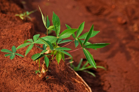 close up row of cassava tree iin the nature green cassava field, thailand, asiaの写真素材