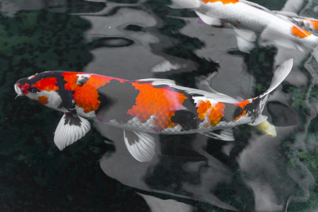 fish CARP fancy / koi in pond, japanese National animalの写真素材