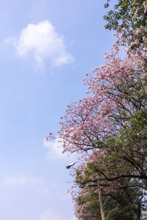 Flower pink tree landmark in park, bangkok, thailand, Tabebuia rosea, Family Bignoniaceae, common name Pink trumpet tree, Rosy trumpet tree, Pink Poui, Pink Tecomaの写真素材