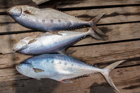 two raw uncooked seebass fish on old wooden background. Top view.の写真素材