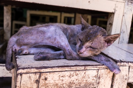 homeless Skinny sick cats sleep on wood chairの写真素材