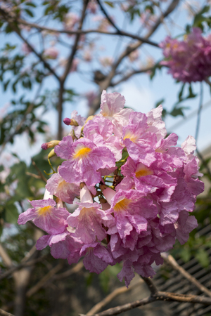 Flower pink tree landmark in park, bangkok, thailand, Tabebuia rosea, Family Bignoniaceae, common name Pink trumpet tree, Rosy trumpet tree, Pink Poui, Pink Tecomaの写真素材