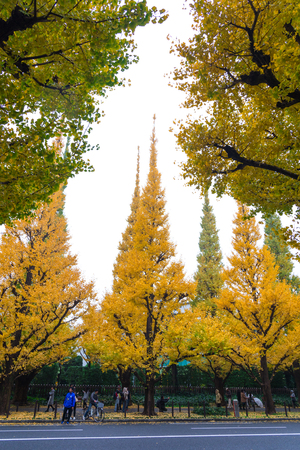 TOKYO, JAPAN - NOVEMBER 19, 2016. Icho Namiki/Ginkgo Avenue, Meiji Jingu Gaien Park, japanese people and tourists have a nice trip in  the autumn colors of The ginkgo tree is a yellow discolorationのeditorial素材