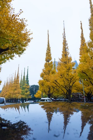 TOKYO, JAPAN - NOVEMBER 19, 2016. Icho Namiki/Ginkgo Avenue, Meiji Jingu Gaien Park, japanese people and tourists have a nice trip in  the autumn colors of The ginkgo tree is a yellow discolorationのeditorial素材
