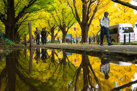 TOKYO, JAPAN - NOVEMBER 19, 2016. Icho Namiki/Ginkgo Avenue, Meiji Jingu Gaien Park, japanese people and tourists have a nice trip in  the autumn colors of The ginkgo tree is a yellow discolorationのeditorial素材