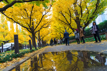 TOKYO, JAPAN - NOVEMBER 19, 2016. Icho Namiki/Ginkgo Avenue, Meiji Jingu Gaien Park, japanese people and tourists have a nice trip in  the autumn colors of The ginkgo tree is a yellow discolorationのeditorial素材