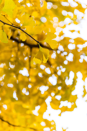 the autumn colors, Yellow Ginkgo leaves on ginkgo tree in yellow leaves blured background and bokeh,...