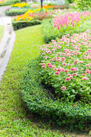 close up pink and white Chrysanthemum or Dendranthemum grandifflora in the garden outdoor, city park in summer  seasonの写真素材