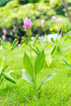 Siam Tulip  blooming in the garden,  thai name "Dok krachiao" is a flower in the rainy season.の写真素材