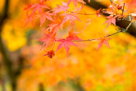 the beautiful autumn color of Japan maple
leaves on tree, yellow, orange and red discoloration in the park, when the leaves change colorful in November, every yearの写真素材