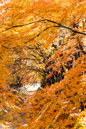the beautiful autumn color of Japan maple 
leaves in Maple corridor (Momiji Kairo) at autumn season,Kawaguchiko, Fujiyoshida, Yamanashi, Japanの写真素材