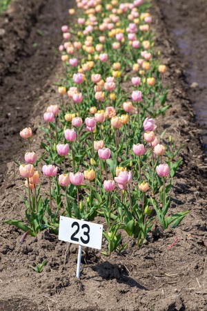 close up beautiful colorful tulips blooming in outdoor gardenの写真素材