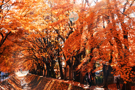 the beautiful autumn color of Japan maple 
leaves in Maple corridor (Momiji Kairo) at autumn season,Kawaguchiko, Fujiyoshida, Yamanashi, Japanの写真素材