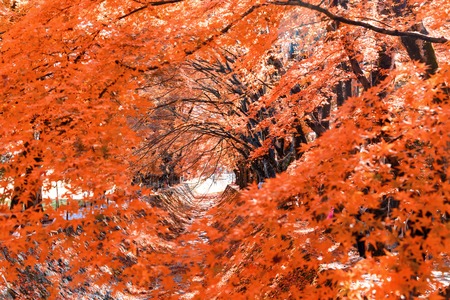 the beautiful autumn color of Japan maple 
leaves in Maple corridor (Momiji Kairo) at autumn season,Kawaguchiko, Fujiyoshida, Yamanashi, Japanの写真素材