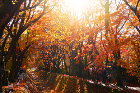 the beautiful autumn color of Japan maple 
leaves in Maple corridor (Momiji Kairo) at autumn season,Kawaguchiko, Fujiyoshida, Yamanashi, Japanの写真素材