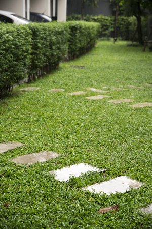 curve walk way on playground, Green lawn pattern, Green grass natural background.の写真素材