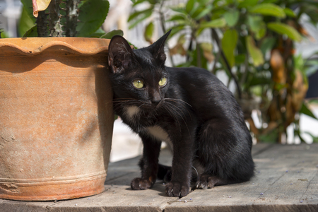 Cute little baby cat / kitty/ kitten sit on wood backgroundの写真素材