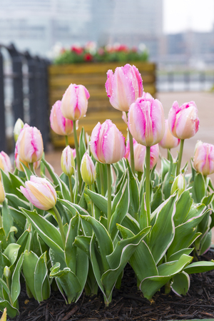 close up beautiful sweet pink pastel color tulips blooming in outdoor garden, yokohama, japanの写真素材