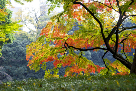 the beautiful autumn color of Japan yellow, green and red maple leaves with colorful blured bokeh background in autumn season, Japanの写真素材
